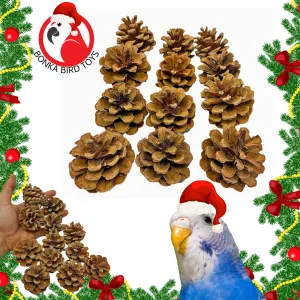 3284 Pk12 Natural Pinecones