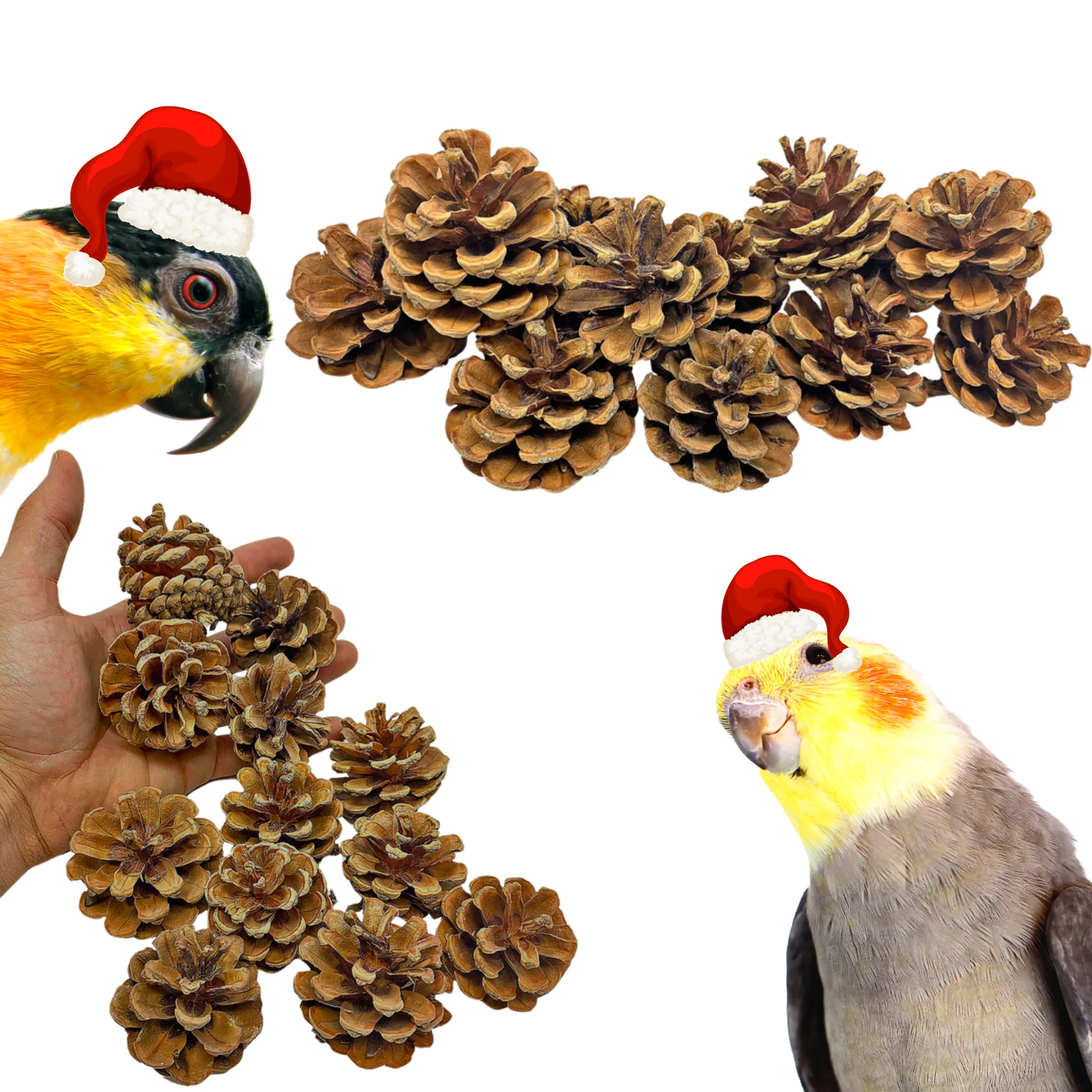 3284 Pk12 Natural Pinecones