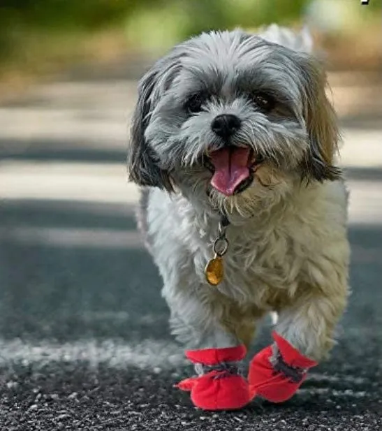 KUTKUT Dog Boots Paw Protector | Pack of 4pcs Anti-Slip Dog Shoes with Reflective Straps for Small Breed Dogs (Red)