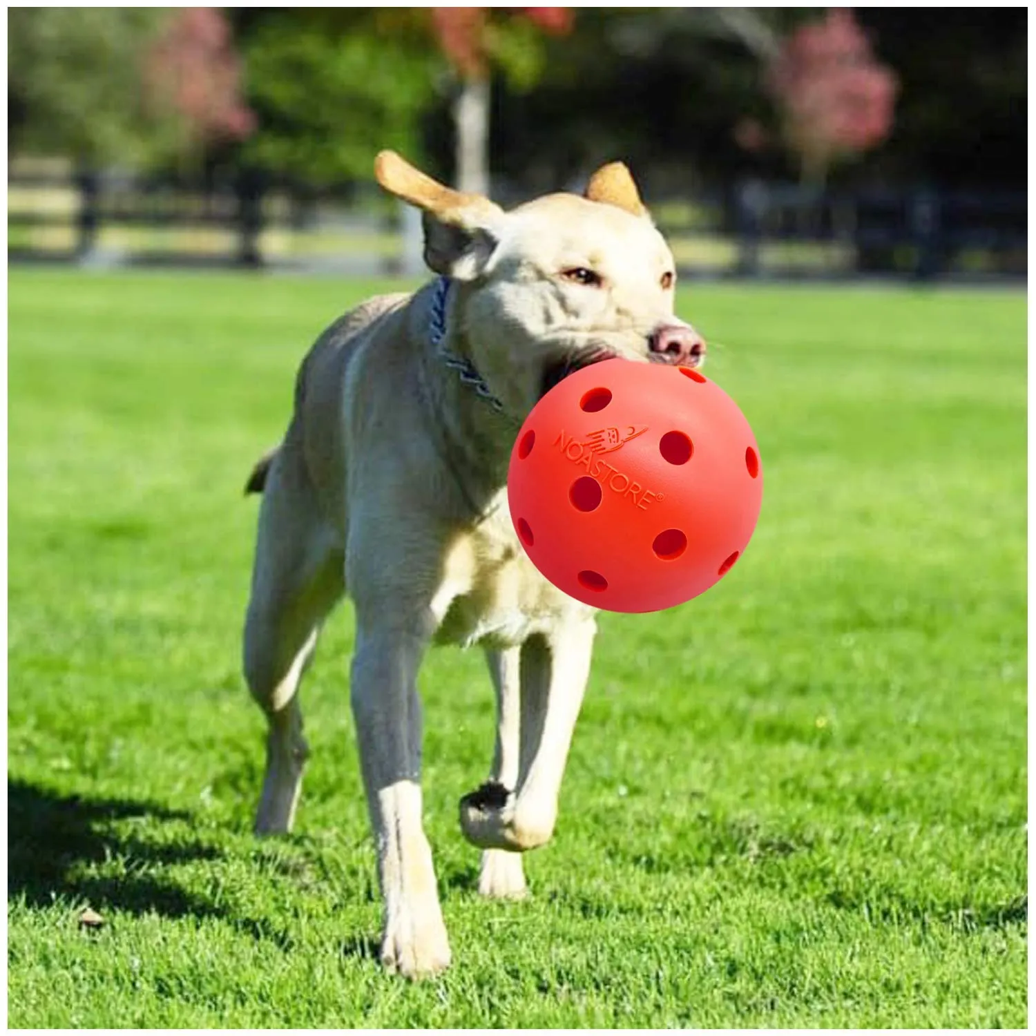 Noa Store Unbreakable Dog Ball Toy 10 Inch - Durable & Lightweight Hard Ball